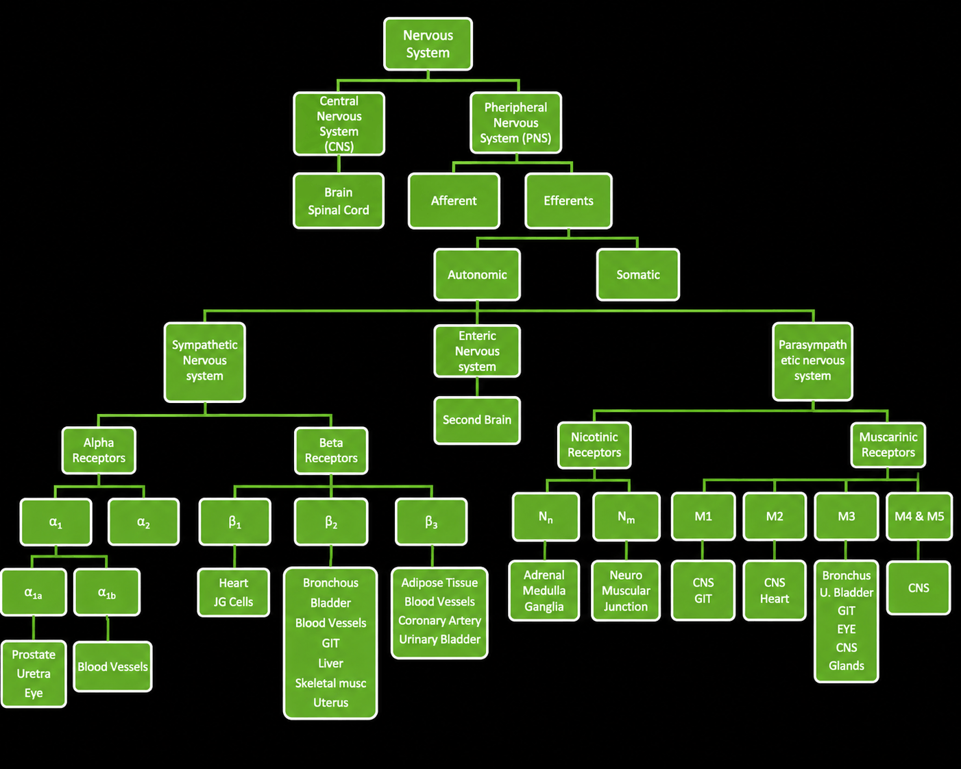 High-resolution nervous system flowchart showing the Central Nervous System (CNS), Peripheral Nervous System (PNS), autonomic and somatic nervous systems, sympathetic and parasympathetic pathways, alpha, beta, nicotinic, and muscarinic receptors with their associated organs and physiological targets.