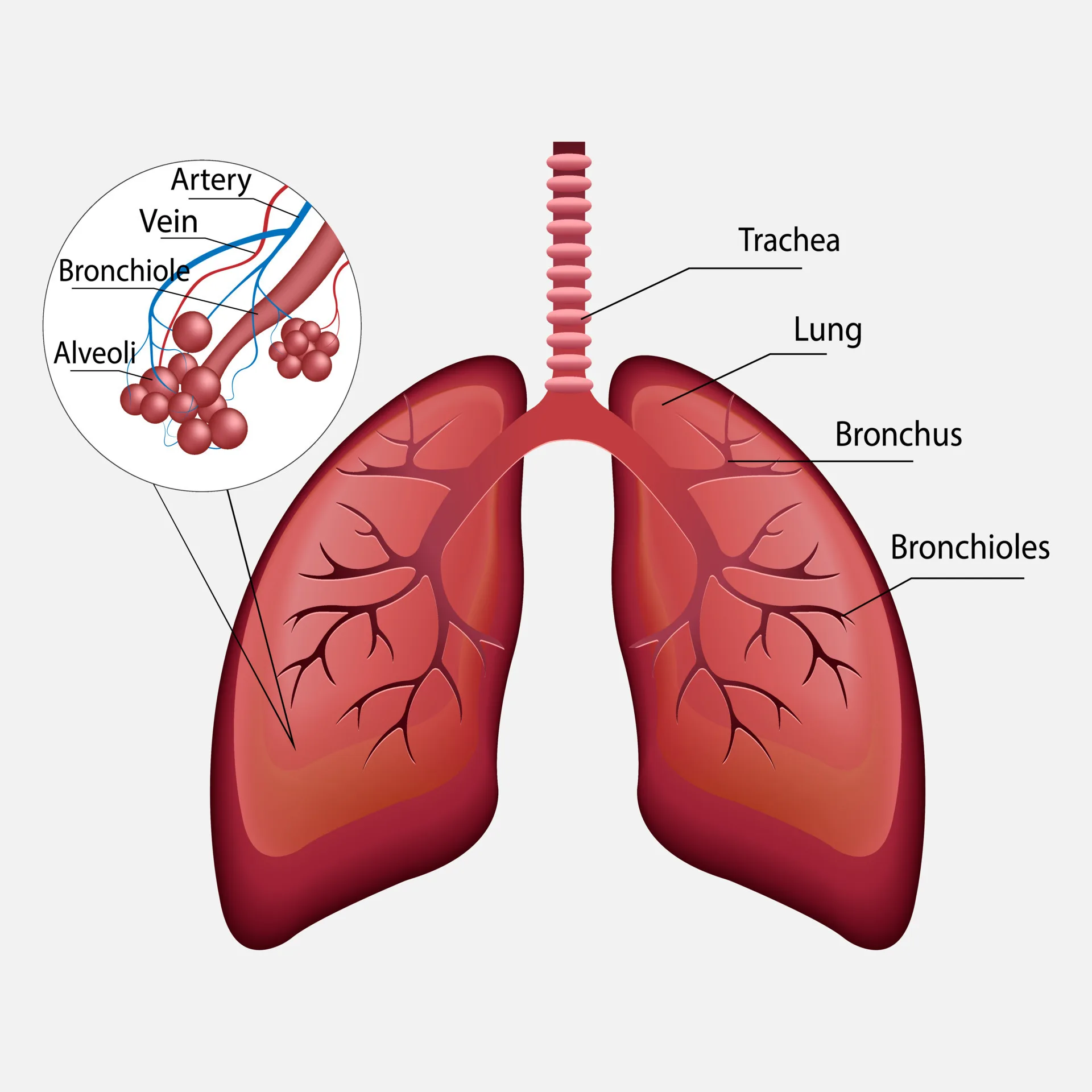 parts of lungs