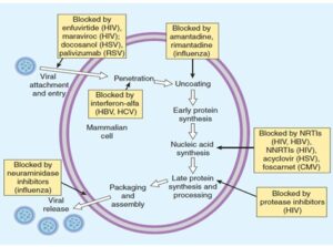 Diagram showing the mechanism of action of antiretroviral drugs, illustrating how they inhibit HIV replication at various stages in the viral life cycle.