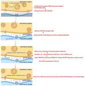 Neurotransmitter imbalances in OCD---------------------------------Serotonin Production"Illustration of serotonin production in the brain, showing the synthesis pathway from tryptophan and its role in neurotransmission. The diagram highlights key areas such as the raphe nuclei and pathways associated with mood regulation and OCD." Serotonin Action "Diagram showcasing serotonin's action at the synaptic level, with labeled presynaptic and postsynaptic neurons, serotonin receptors, and reuptake mechanisms. Emphasis on how selective serotonin reuptake inhibitors (SSRIs) enhance serotonin activity in OCD treatment."