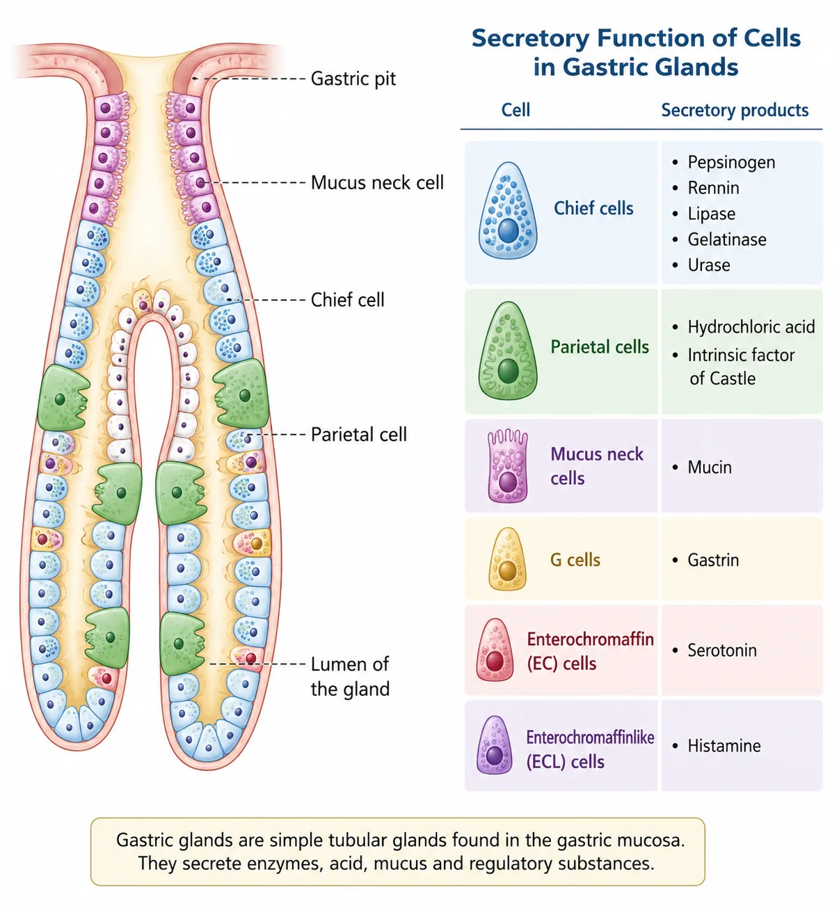 Diagram showing gastric glands and the substances they secrete, including mucus, hydrochloric acid, intrinsic factor, and enzymes, along with their key digestive functions in the stomach lining.